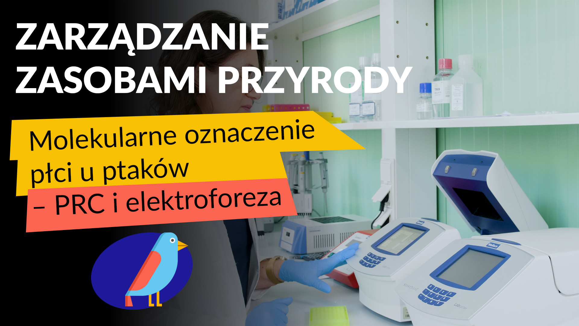 Zarządzanie Zasobami Przyrody: Molekularne oznaczenie płci u ptaków