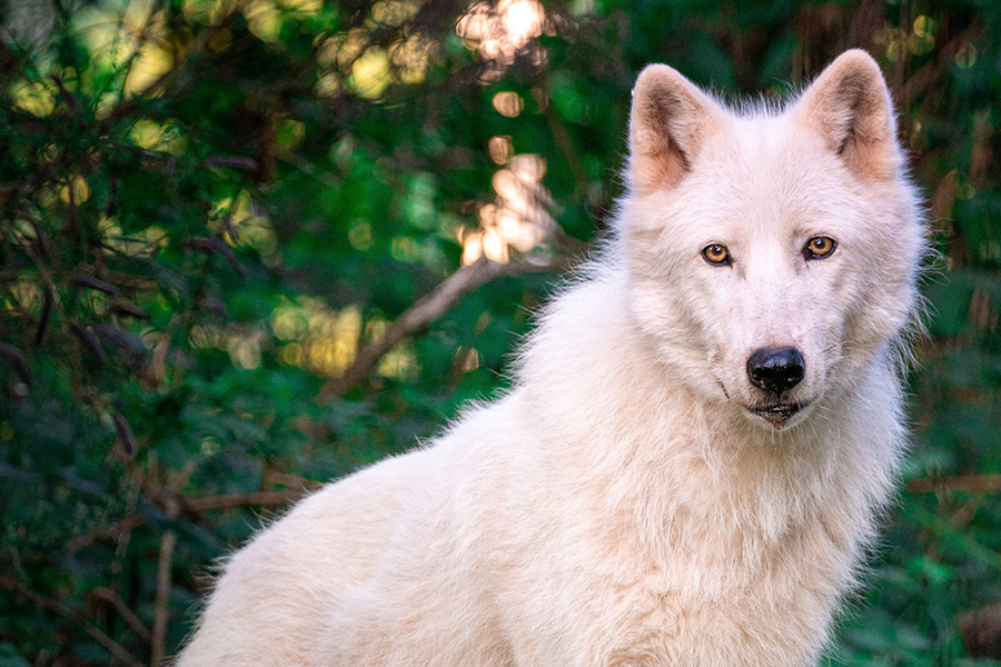Romulus i Remus "przywróceni" do życia, czyli inżynieria genetyczna w XXI wieku
